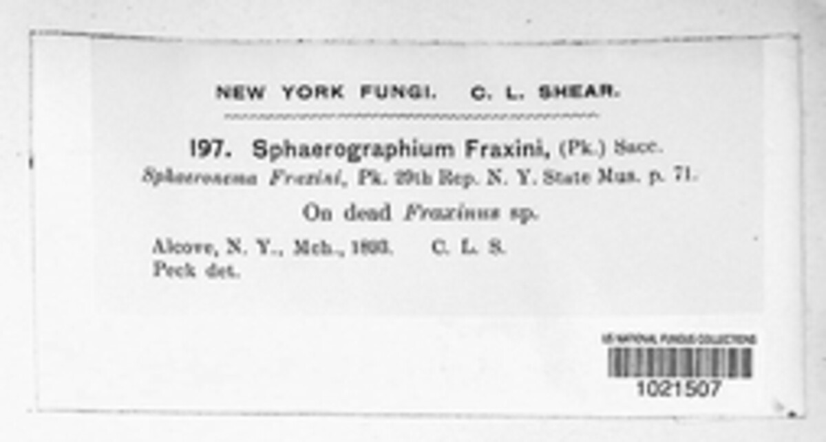 Durandia fraxini image
